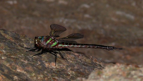 oklahoma dragonfly johnstoncounty odonata swampdarner epiaeschnaheros aeschnidae tishomingonwr