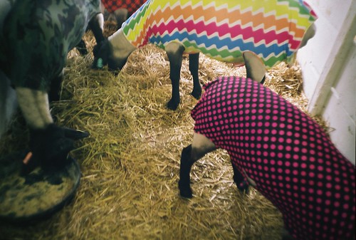 summer film colors analog 35mm sheep july fair lomolca hay 4h livestock 2011 fujireala100 catchycolorsmulti chippewafallswisconsin northernwisconsinstatefair