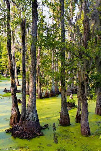 trees sc heron nature gardens america john river garden painting movie landscape for james flora war artist rice native turtle thing wildlife ashley south united models alligator places before historic charleston ibis exotic civil national swamp plantation otter horror carolina magnolia cypress register states waterfowl wes oldest craven named cultivation visited drayton audubon specimens plantations reservior ornithologist collected plantings as of