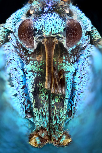 green eye closeup compound head schuppen moth stack scales falter makro auge heide proboscis schmetterling forester kopf widderchen nachtfalter zygaenidae rüssel saugrüssel pruni grünwidderchen rhagades