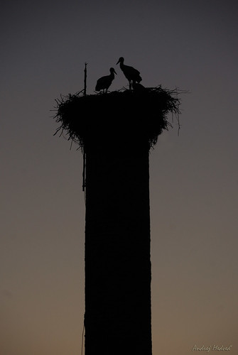 bird chick roda stork vojvodina srbija petrovac bocian ciconia ptice srbsko bačka vtáky petrovec hniezdo