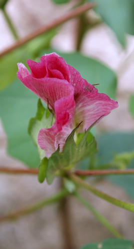 pink georgia cotton bloom burkecounty