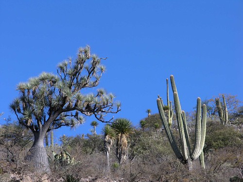 plants mountains latinamerica cacti mexico landscapes flickr desert 2006 puebla succulents mex gpsapproximate