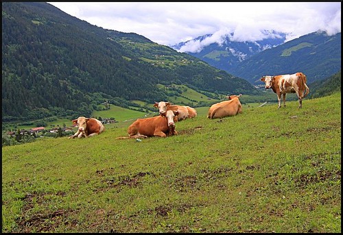 mountains alps nature animals geotagged austria cow europe cows handheld alp herd farmanimals randomnature winklern geo:tool=gmif 1116mm random6 tokinaatx116prodx1116mmf28 tokina1116 alp11 geo:lat=46864339 geo:lon=12874528 winklernaustria
