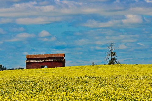 blue red canada field yellow clouds barn photography edmonton alberta canola 3252 brightburn alisonpoole alisonpoolephotography