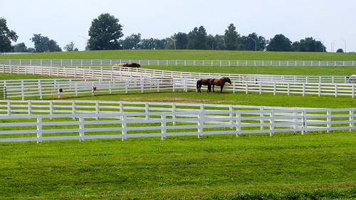 horse bluegrass kentucky farms agriculture