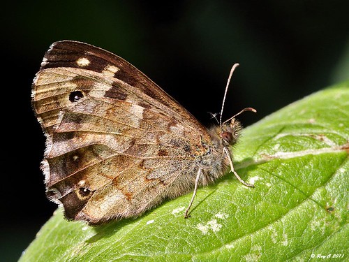 macro butterfly devon speckledwood