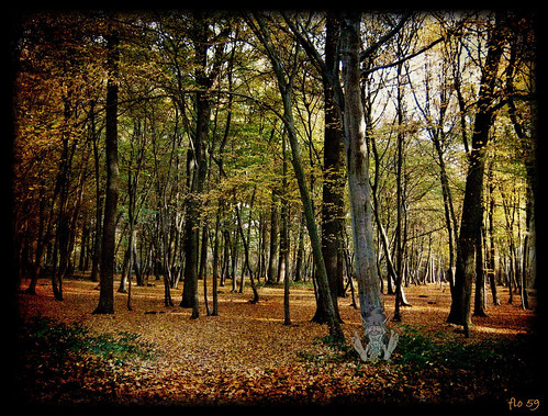 france tree texture forest photoshop fairy arbres montage forêt nord 59 korrigan féerie phalempin