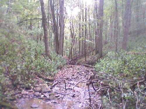 trees nature creek woods