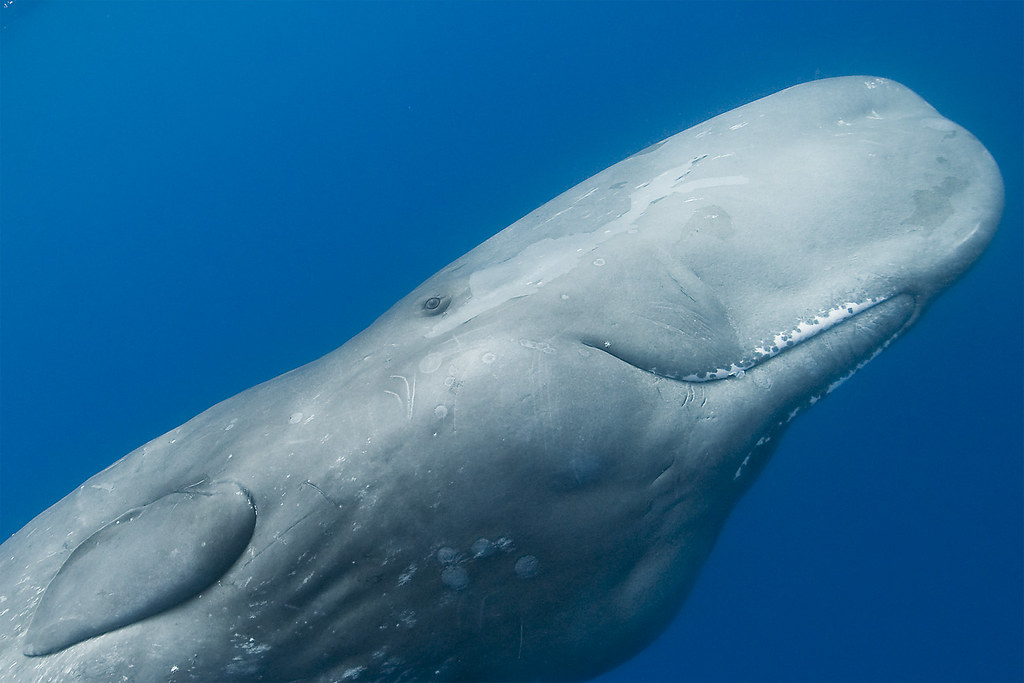 Зубы кашалота фото. Кашалот это зубатый кит. Кашалоты Тихого океана. Зубы зубатых китов кашалотов.