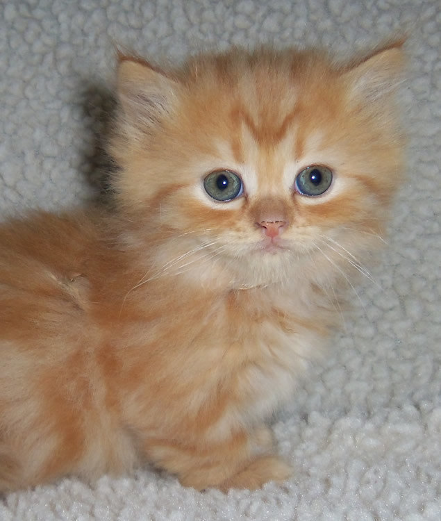 orange female Napoleon Munchkin kitten ...