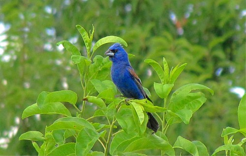 blue bird georgia bluebird grosbeak bluegrosbeak passerinacaerulea hephzibah hephzibahga canonpowershotsx20is
