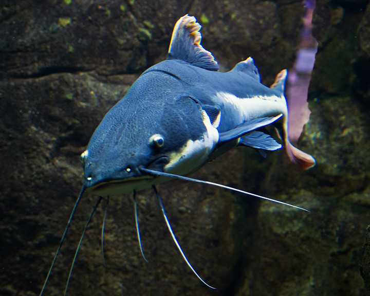 Red-Tailed Catfish