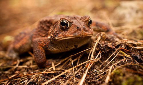 virginia toad campout bergton highlandretreat mtclintonmennonitechurch