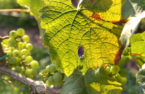 summer usa sunlight mountains georgia vineyard nikon unitedstates winery southern grapes handheld hdr dahlonega grapevine northgeorgia fused lumpkincounty 3xp photomatix d80 montaluce montalucewinery dahlonegawinetrail