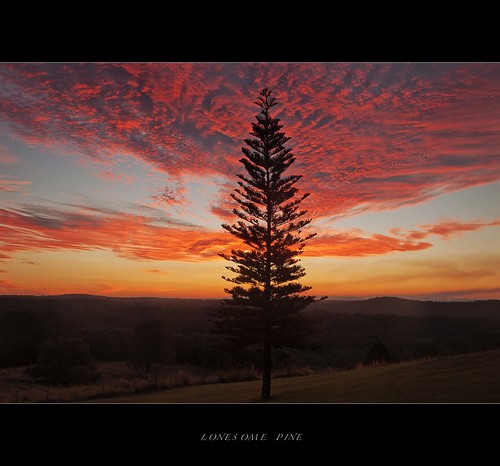 sunset red orange pinetree pine norfolk australia queensland laurel hardy mtcotton