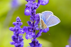 Butterfly on the Lavender