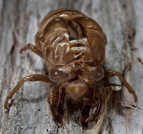 macro cicada strobist