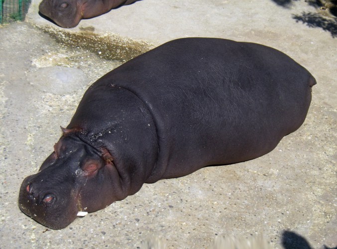 Hippopotamus amphibius 6000863088_a76cee2115_o