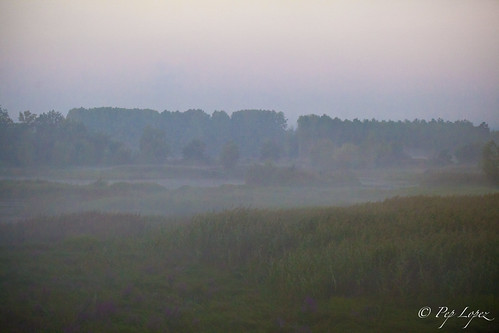 naturaleza nature sunrise natura frog amanecer niebla sils boira albada estanys
