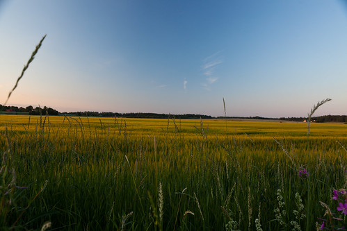 field countryside crops canonef2470mmf28lusm canoneos5dmarkii