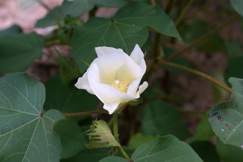 plant georgia cotton blossum burkecounty gossypiumhirsutum cottonblossum