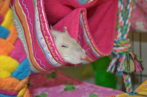 Claire snoozing in her Rat Stash hammock
