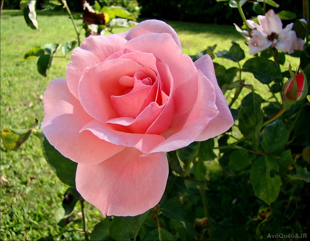 más bellas rosas... - a gallery on Flickr