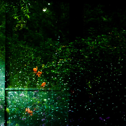 flowers trees light abstract reflection green window wet water glass leaves rain garden square nikon d5000 noahbw