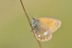Coenonympha glycerion - Photo of Courouvre