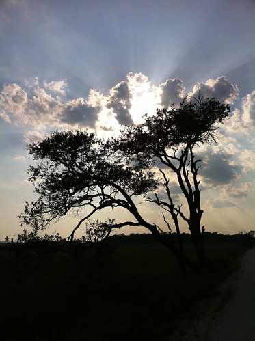 usa sun tree silhouette clouds ga blog flickr trail tybee savannah railstotrails iphone4
