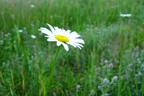 flower fleur daisy marguerite