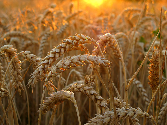Wheat in golden Evening Light