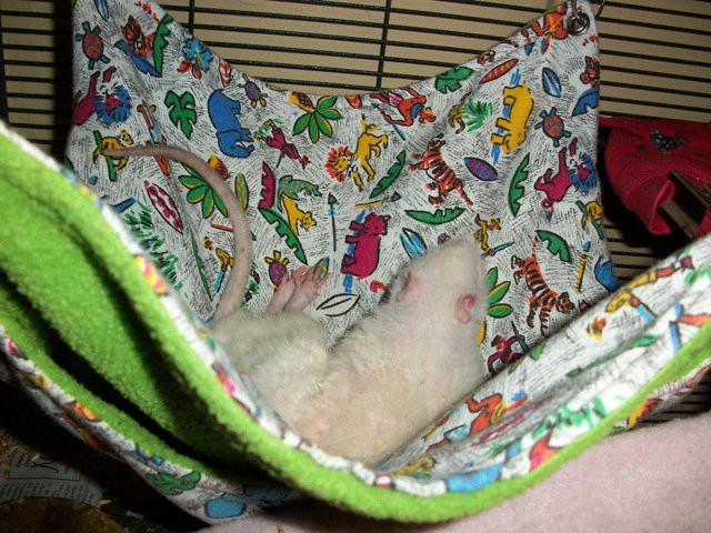 Francis snoozes in his Pocket Bunker