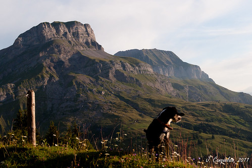 dog chien mountain montagne sunrise 35mm leverdesoleil cordon chamy lesquatretêtes