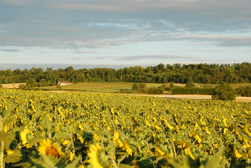 sunset france nature champagne sunflowers plantation campaign