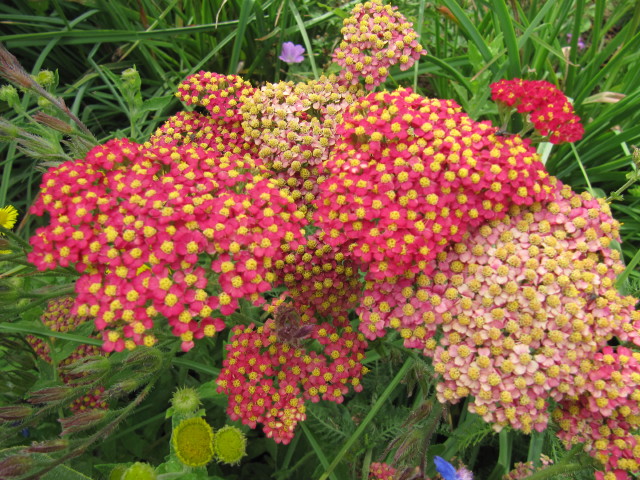 Achillea