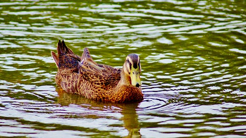 pictures park lake water landscape paul duck war waterfoul wildlife sony a33 americana mallard arkansas drake hen quack murphy newton ozark foul springdale paulg quacker paulnewton sonya33 paulgnewton