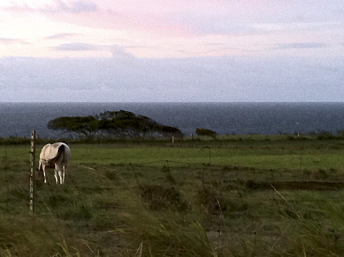 ocean horse fence painting hawaii dusk bigisland upoluairport