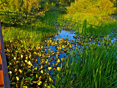 summer nature birds landscapes michigan wildlife wetlands milford 2011 kensingtonmetropark