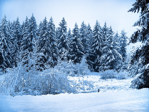 trees winter snow forest landscape washington minolta northwest dcimageforge dannycollado