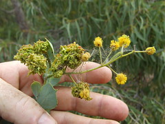 Fabaceae>Acacia bivenosa? Two-nerved Wattle? DSCF43211