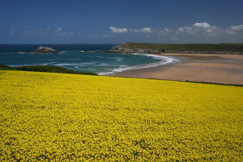 wild sky beach floral field yellow landscape cornwall day waves newquay rape clear colourful rapeseed crantock charlock yahoo:yourpictures=landscape