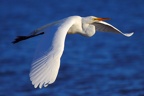 park mountain bravo view great shoreline egret greategret ringexcellence blinkagain dblringexcellence tplringexcellence peregrino27life eltringexcellence