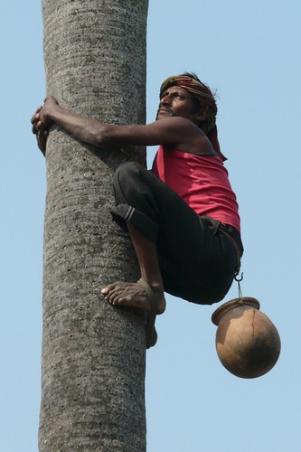 india man tree work palm sugar climbing villafranca bihar nogara isoladellascala earthasia bateshwarsthan