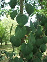 Katsura (Cercidiphyllum japonicum) - Parc Botanique du Prieuré d'Orchaise - Orchaise {juli 2011}