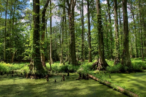 creek swamp cypress nassawango