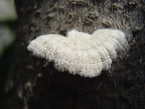 macro tree mushroom moth fungus hongos polilla psmacro