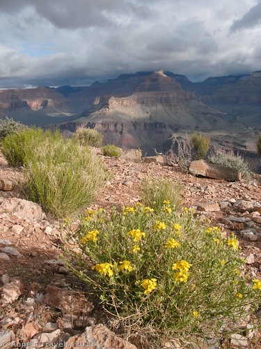 Flowers along the Tonto Trail in Grand Canyon National Park, Arizona