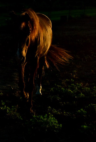 light sunset horse nikon pasture manual equine d3100